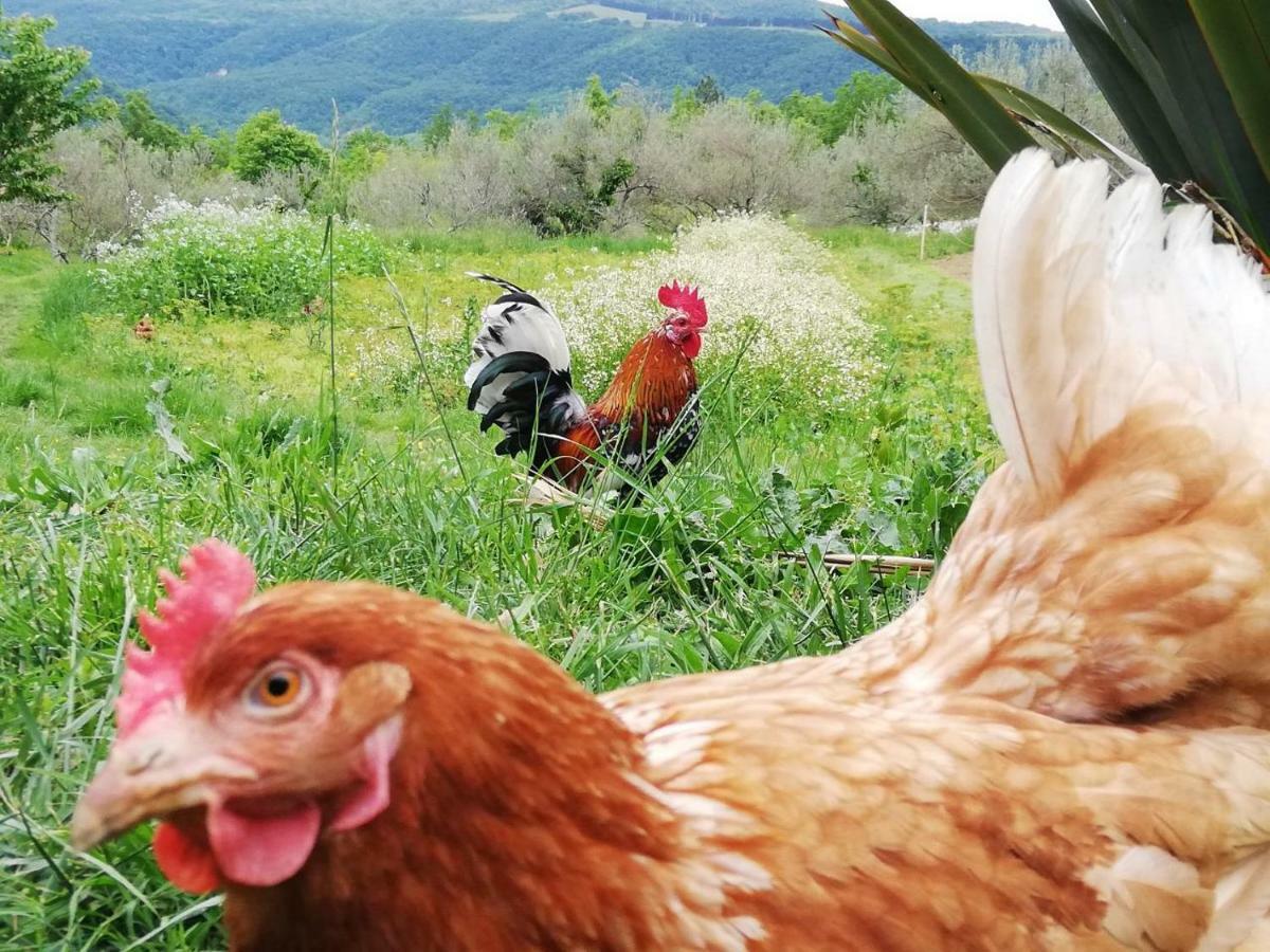 Eco Camp Supot Ξενοδοχείο Šmarje Εξωτερικό φωτογραφία